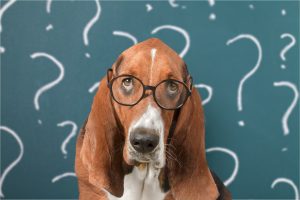Confused Basset Hound