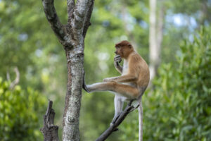 Proboscis monkey thinking