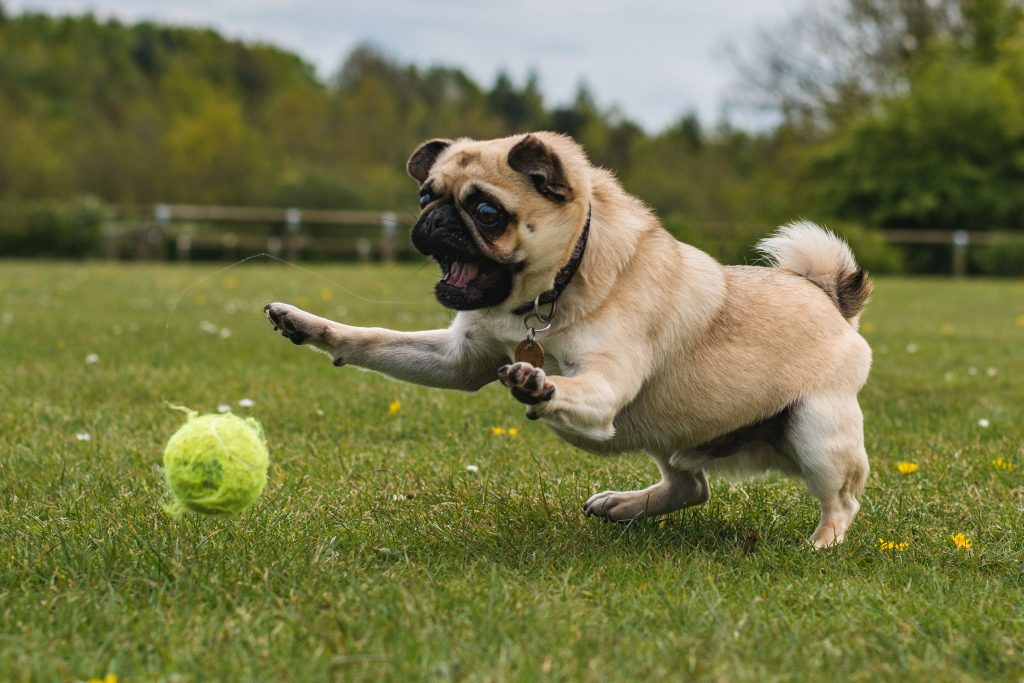 pug and ball