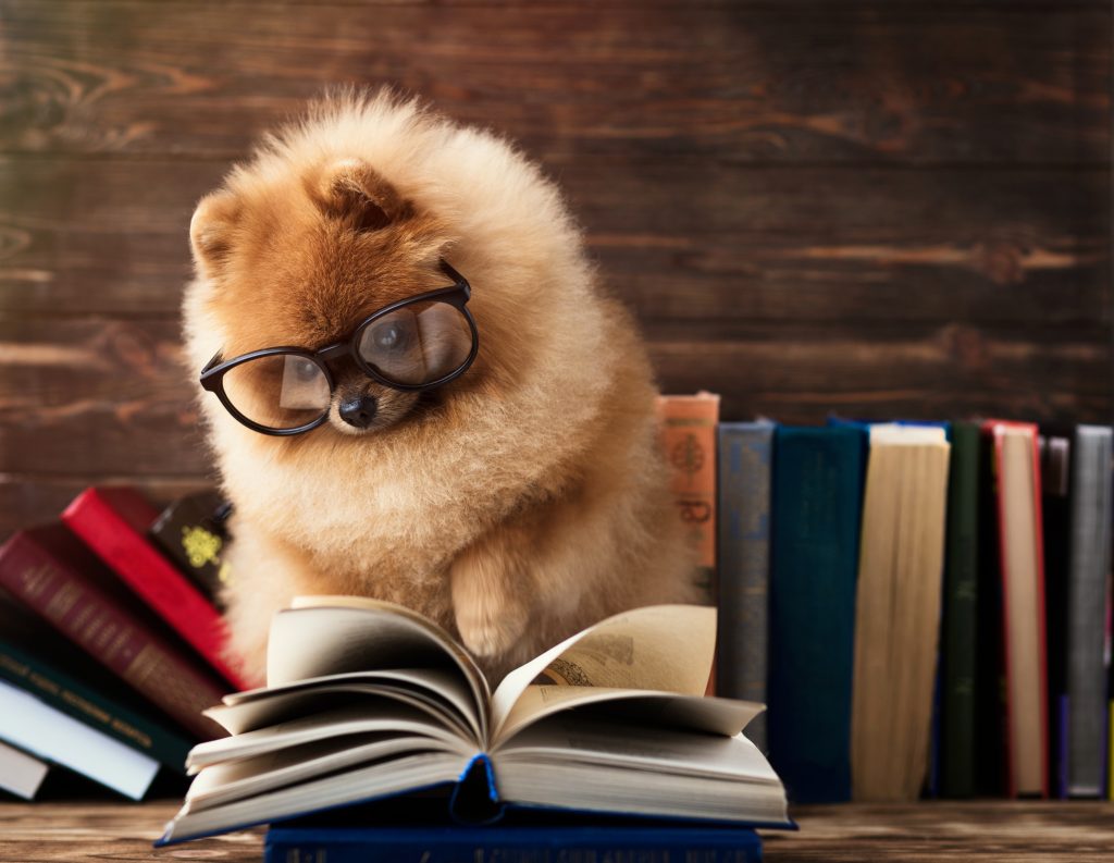 Subheaders make reading easy - dog reading a book