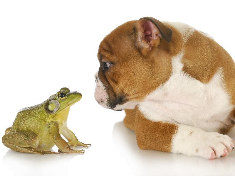 The Tale of the Frog, the Hound and the 6900% Traffic Increase.
