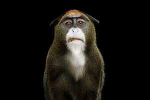 De Brazza's monkey