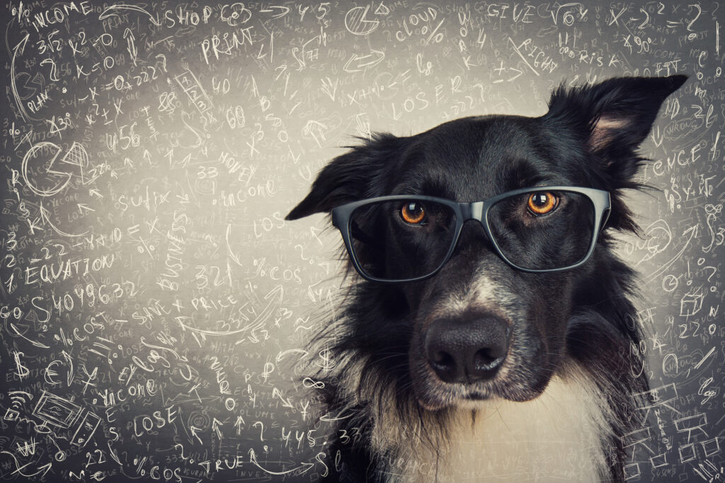 Maths dog