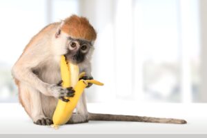 SEO Power words - monkey eating banana