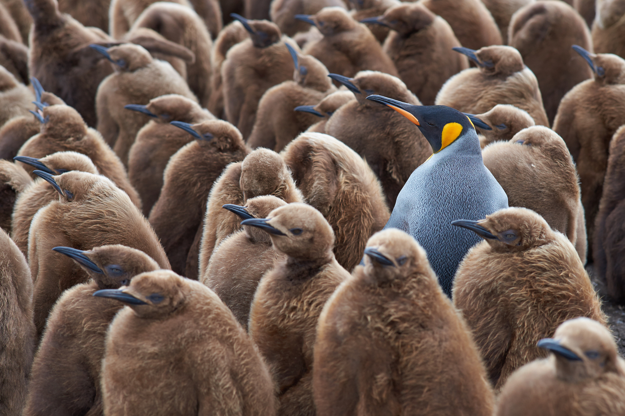 Unique penguin