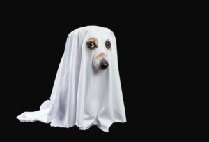The Essential WordHound Glossary 1 Ghost dog
