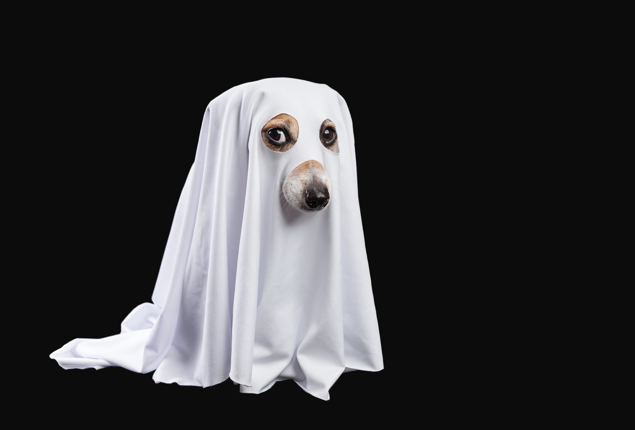 Children's Writing Competition 1 Ghost dog