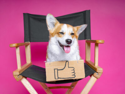 Dog sat on director's chair - Create video script