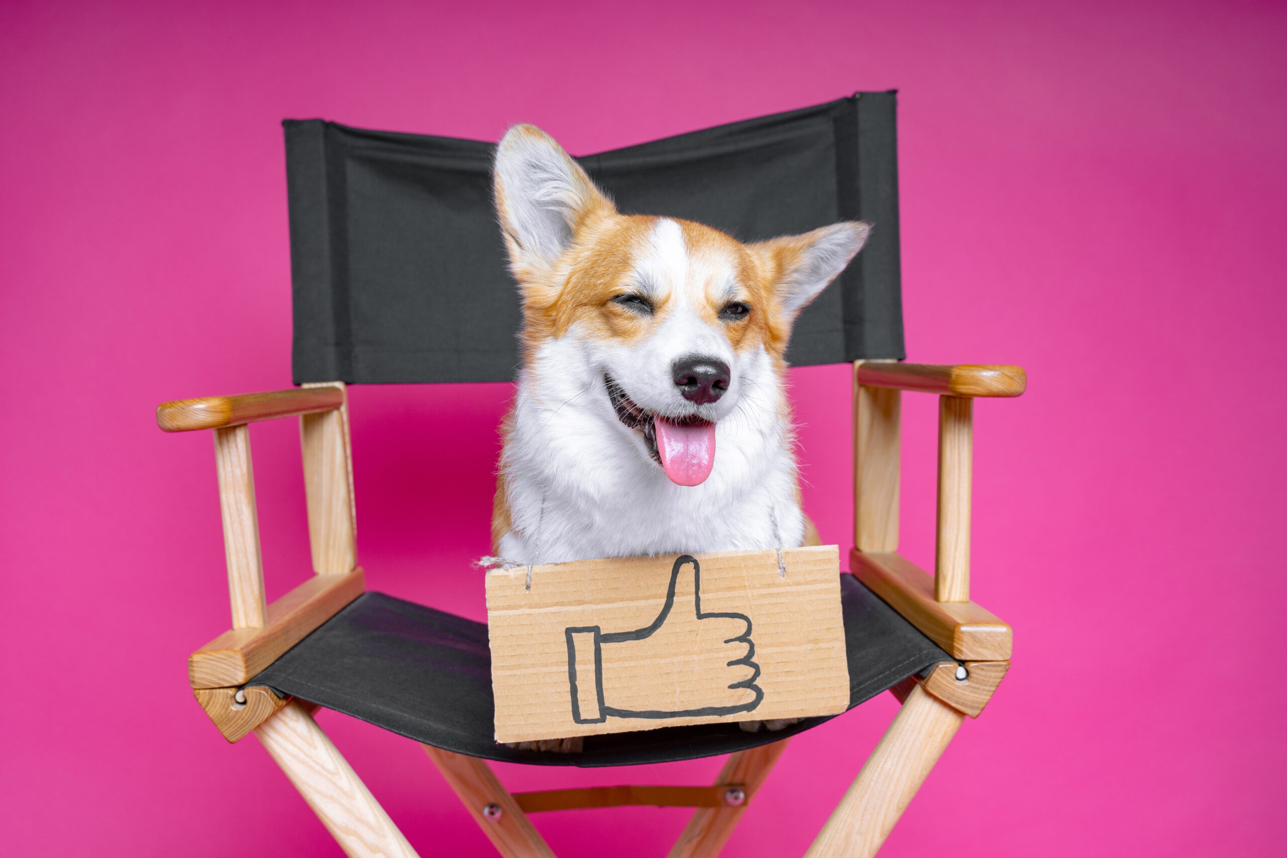 Dog sat on director's chair - Create video script