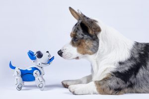dog and robot