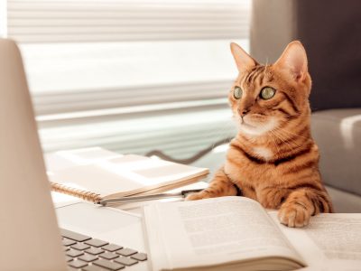 Cat in an office