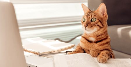 Cat in an office