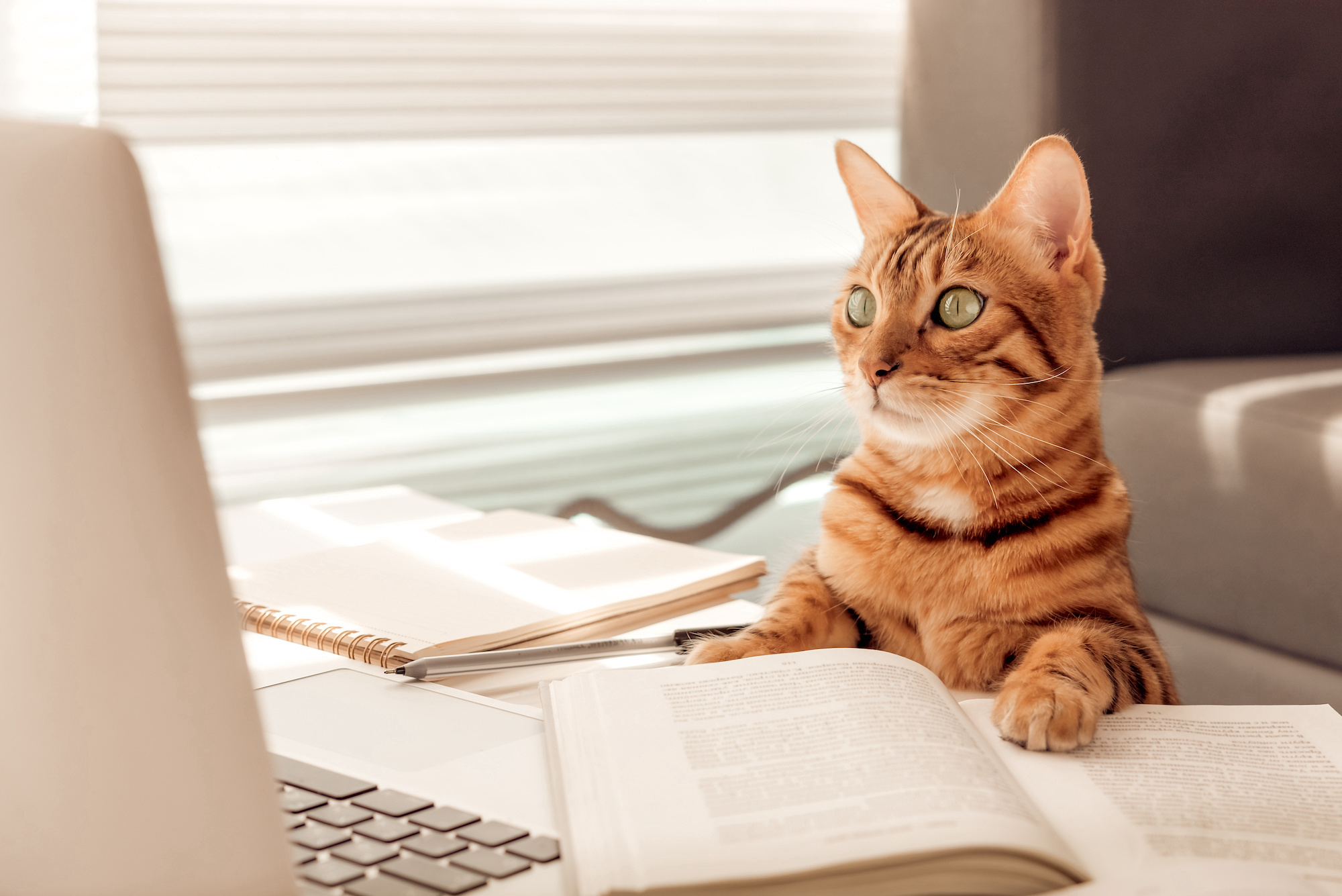 Cat in an office