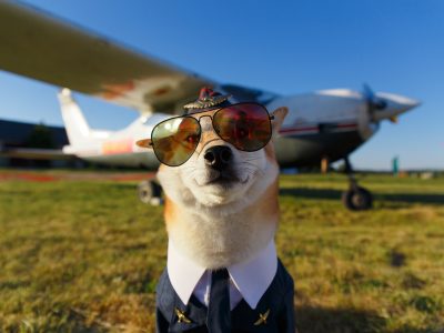 Dog dressed as a pilot in front of a plane