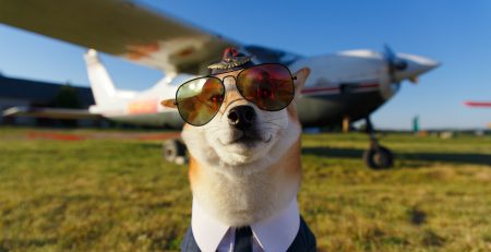 Dog dressed as a pilot in front of a plane