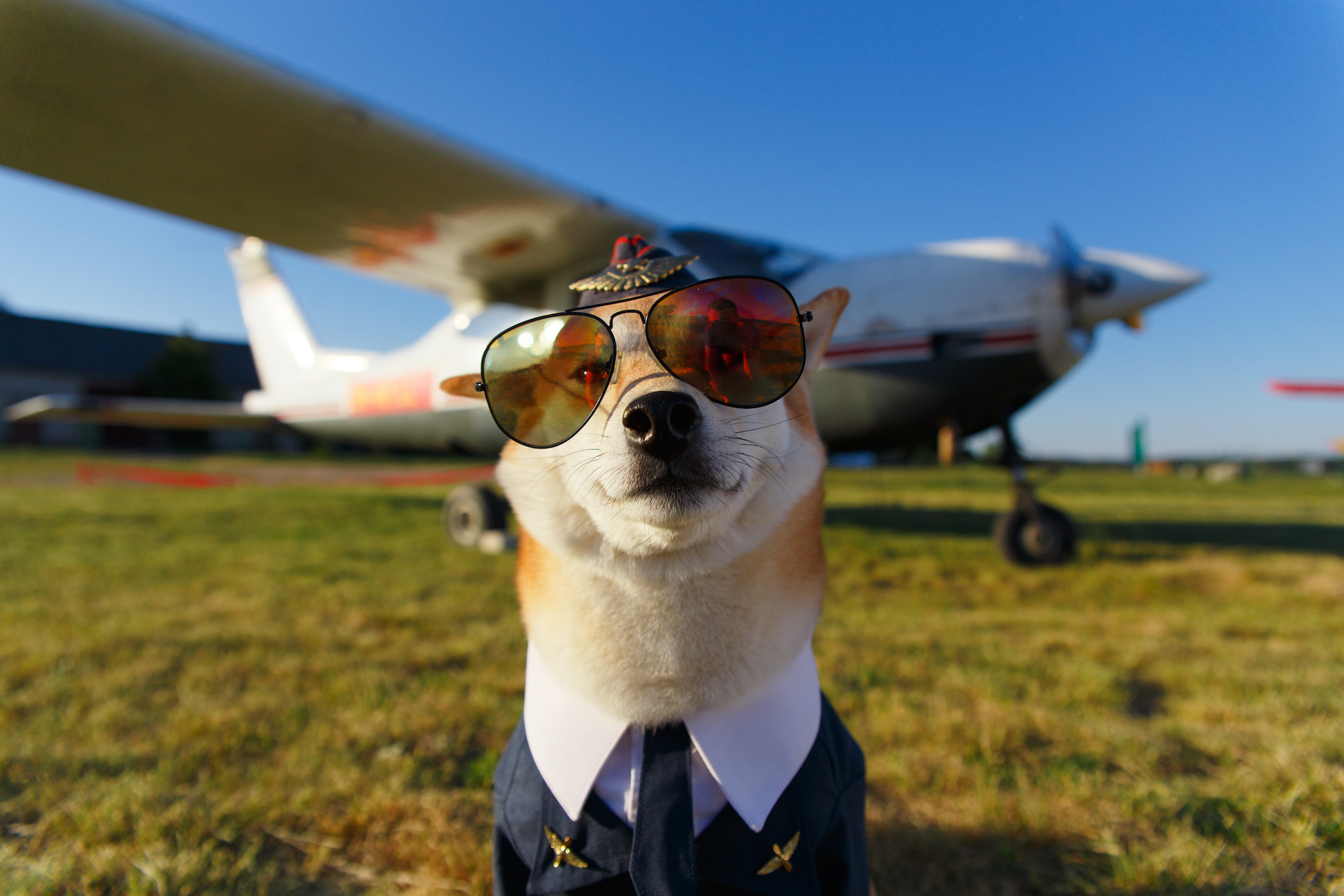 Dog dressed as a pilot in front of a plane