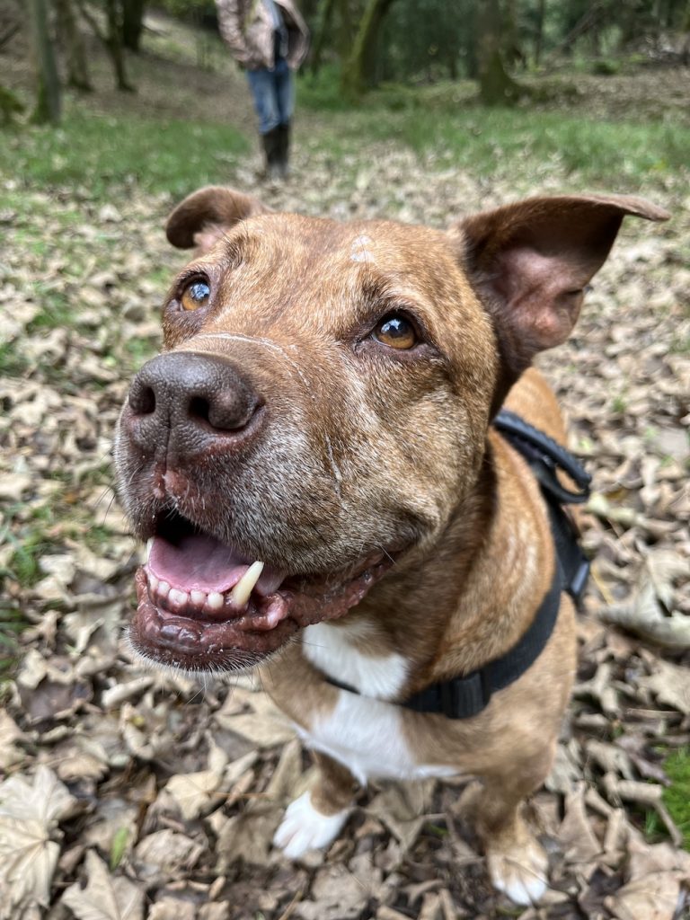 A close up picture of a happy Ronnie Barker, the WordHound dog.