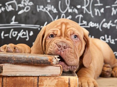 Mastiff puppy chewing on pile of books