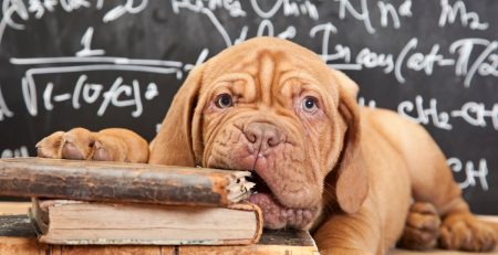 Mastiff puppy chewing on pile of books