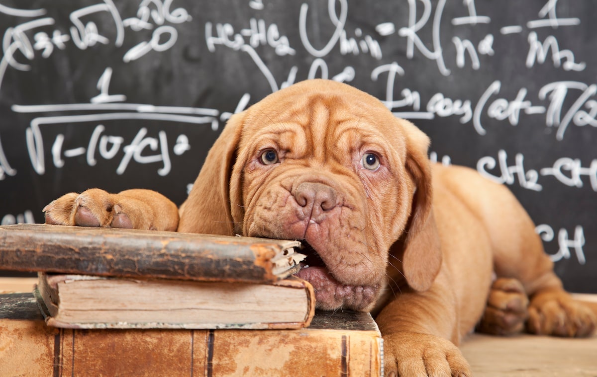 Mastiff puppy chewing on pile of books